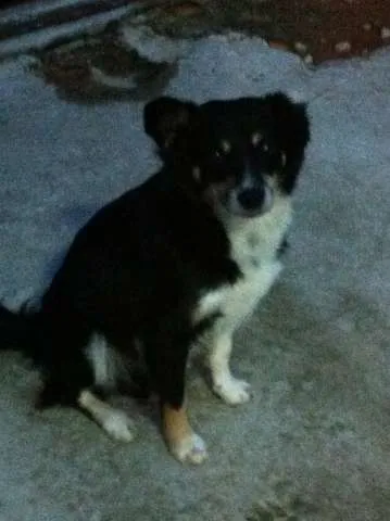 Cachorro ra a Vira Lata idade 3 anos nome Raposa