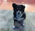 Raposa
