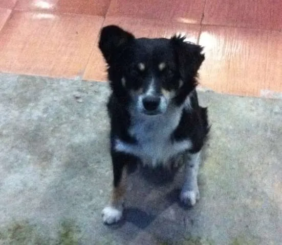 Cachorro ra a Vira Lata idade 3 anos nome Raposa