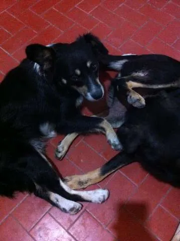 Cachorro ra a Vira Lata idade 3 anos nome Raposa