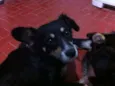Raposa