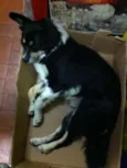 Raposa