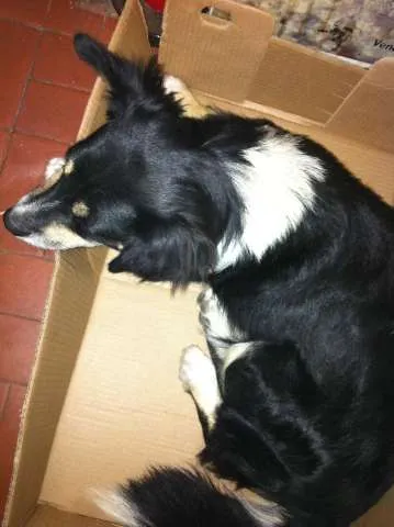 Cachorro ra a Vira Lata idade 3 anos nome Raposa