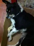 Raposa