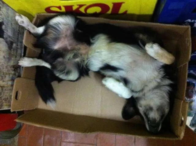 Cachorro ra a Vira Lata idade 3 anos nome Raposa