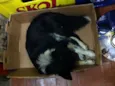 Raposa