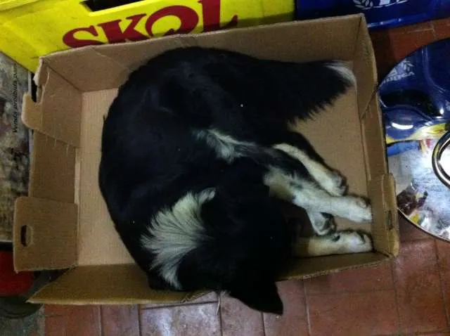 Cachorro ra a Vira Lata idade 3 anos nome Raposa