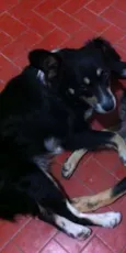 Raposa