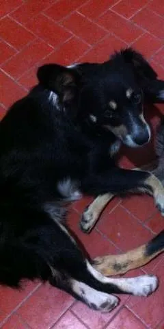 Cachorro ra a Vira Lata idade 3 anos nome Raposa