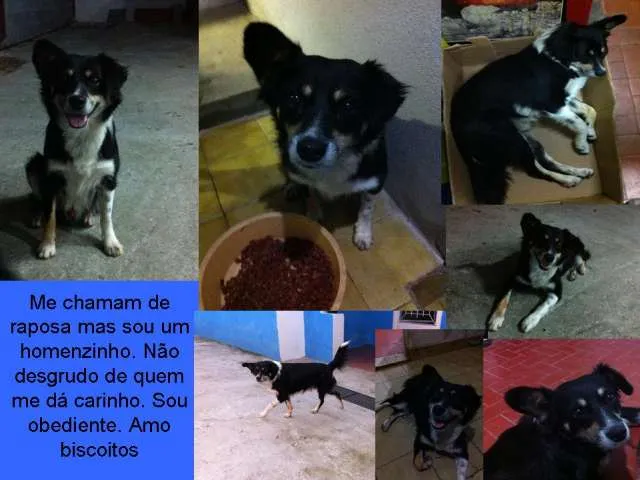 Cachorro ra a Vira Lata idade 3 anos nome Raposa