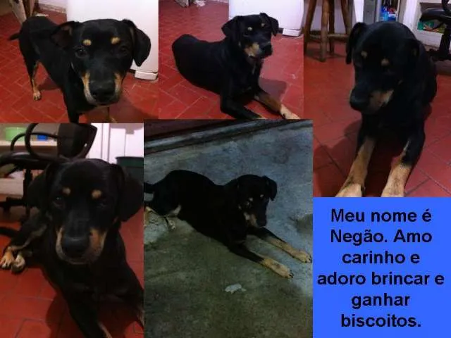 Cachorro ra a Vira Lata idade 2 anos nome Negão