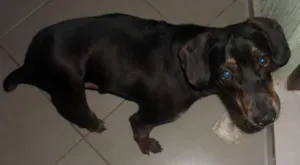 Cachorro raça SRD idade 1 ano nome Chiquinho