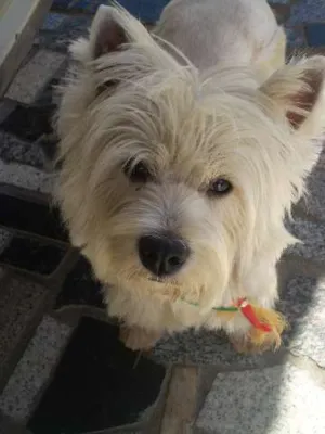 Cachorro raça West Terrie idade 4 anos nome Louy