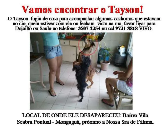 Cachorro ra a SRD idade 3 anos nome Tayson