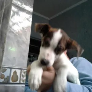 Cachorro raça SRD idade 2 a 6 meses nome MIMO