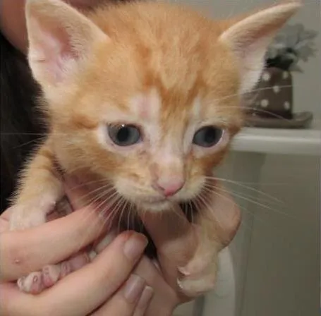 Gato ra a SRD idade Abaixo de 2 meses nome Amarelinho