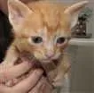 Gato raça SRD idade Abaixo de 2 meses nome Amarelinho