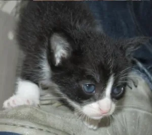 Gato raça SRD idade Abaixo de 2 meses nome Pretinho