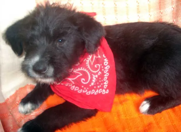 Cachorro ra a SRD idade 2 a 6 meses nome filhotinhos