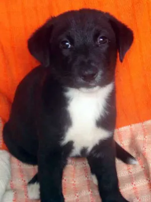 Cachorro raça SRD idade 2 a 6 meses nome filhotinhos