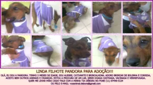 Cachorro raça SRD idade 2 a 6 meses nome PANDORA