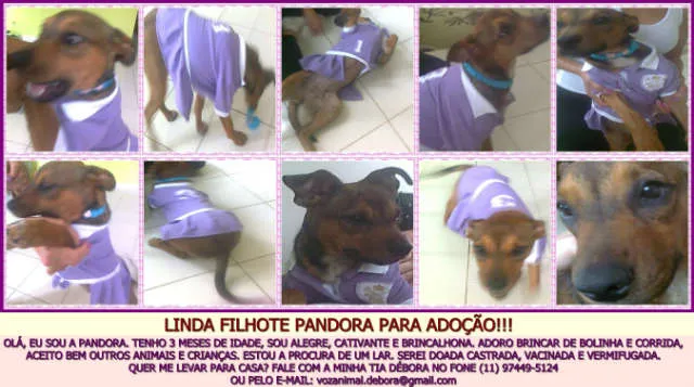 Cachorro ra a SRD idade 2 a 6 meses nome PANDORA
