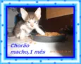 Chorão