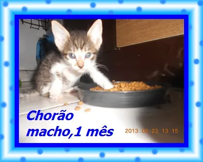 Gato raça SRD idade 2 a 6 meses nome Chorão