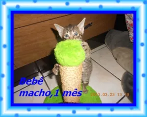 Gato raça srd idade Abaixo de 2 meses nome Bebê