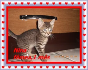 Gato raça srd idade Abaixo de 2 meses nome Nina