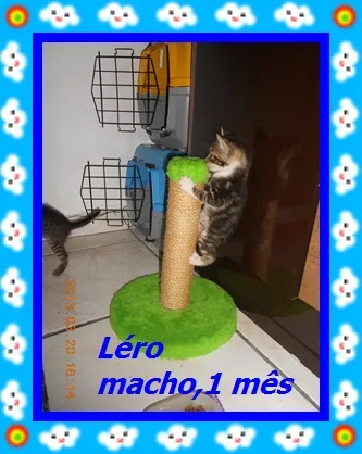 Gato raça srd idade 2 a 6 meses nome Léro