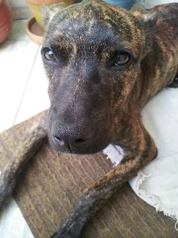 Cachorro ra a SRD idade 2 a 6 meses nome FERRUGINHA
