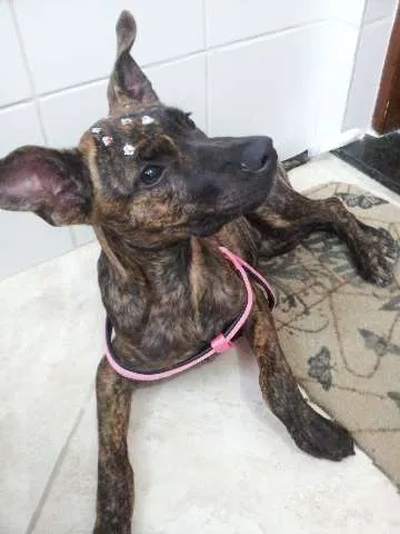 Cachorro ra a SRD idade 2 a 6 meses nome FERRUGINHA