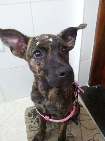 Cachorro ra a SRD idade 2 a 6 meses nome FERRUGINHA