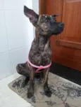 FERRUGINHA