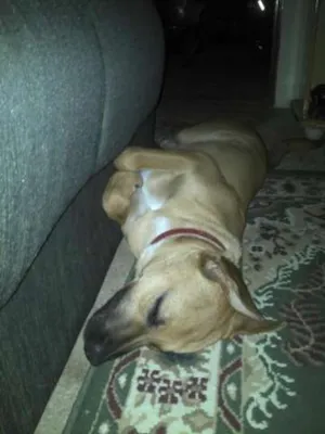Cachorro raça SRD idade 7 a 11 meses nome Sara