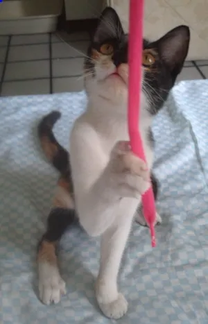 Gato raça SRD idade 2 a 6 meses nome Gita