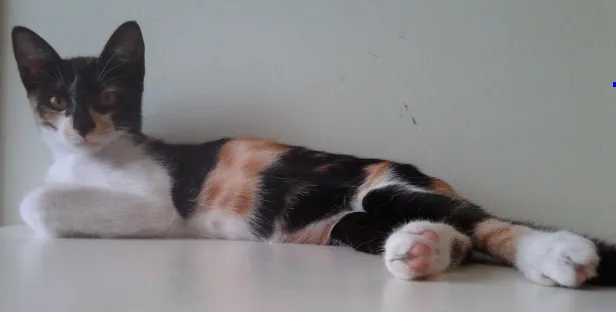 Gato ra a SRD idade 2 a 6 meses nome Gita