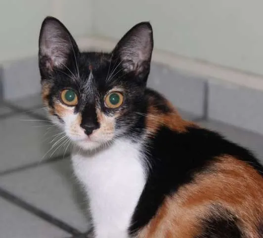 Gato ra a SRD idade 2 a 6 meses nome Gita