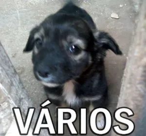 Cachorro raça DV idade  nome Vários Animaizinhos
