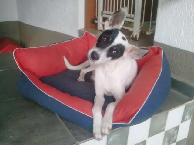 Cachorro ra a SRD idade 1 ano nome Kabuki