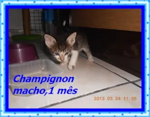 Gato raça srd idade 2 a 6 meses nome Champignon
