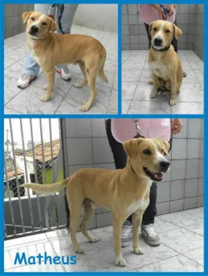 Cachorro raça SRD idade 2 anos nome MATHEUS