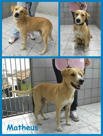 Cachorro ra a SRD idade 2 anos nome MATHEUS