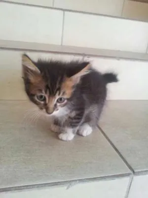 Gato raça srd mestiço de siamês idade Abaixo de 2 meses nome gatinho macho 1