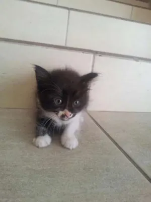 Gato raça srd mestiço de siamês idade Abaixo de 2 meses nome gatinho fêmea 2