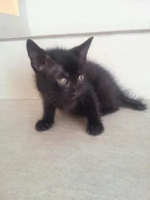 Gato raça srd mestiço de siamês idade Abaixo de 2 meses nome gatinho fêmea 3