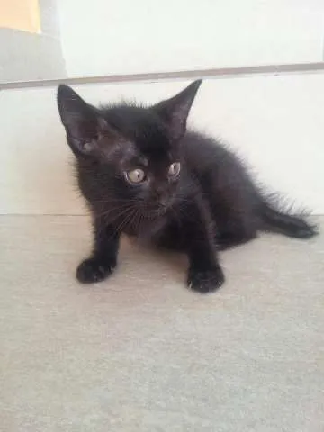Gato ra a srd mestiço de siamês idade Abaixo de 2 meses nome gatinho fêmea 3