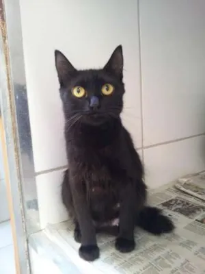 Gato raça SRD idade 1 ano nome Preta mãe dos filhotes