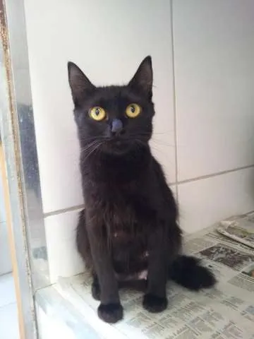 Gato ra a SRD idade 1 ano nome Preta mãe dos filhotes